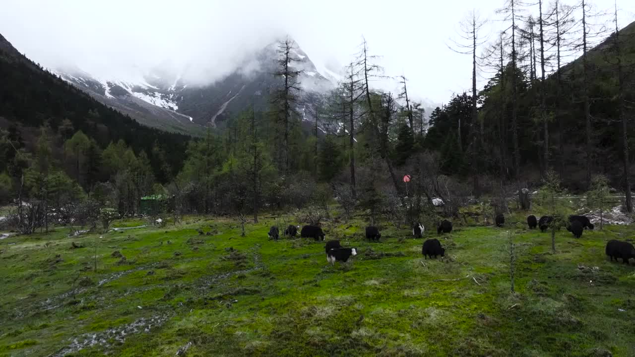 4K航拍川西阿坝州毕棚沟风光美景视频素材