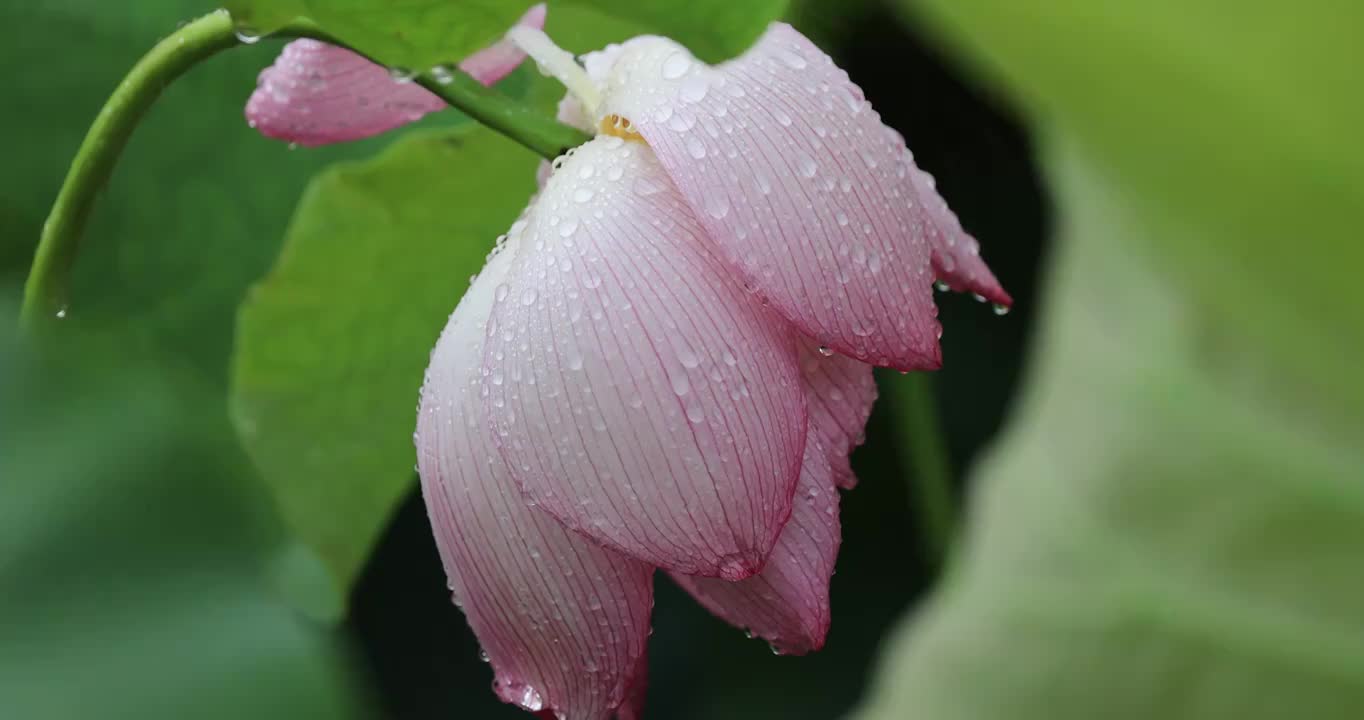 沾满雨珠的荷花特写镜头视频素材