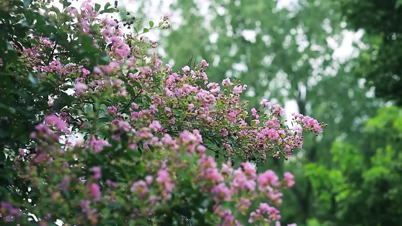 紫薇花枝在风中摇曳的优美姿态视频素材