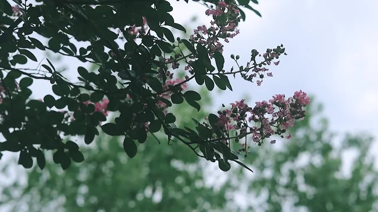 紫薇花枝在风中的优美姿态视频素材