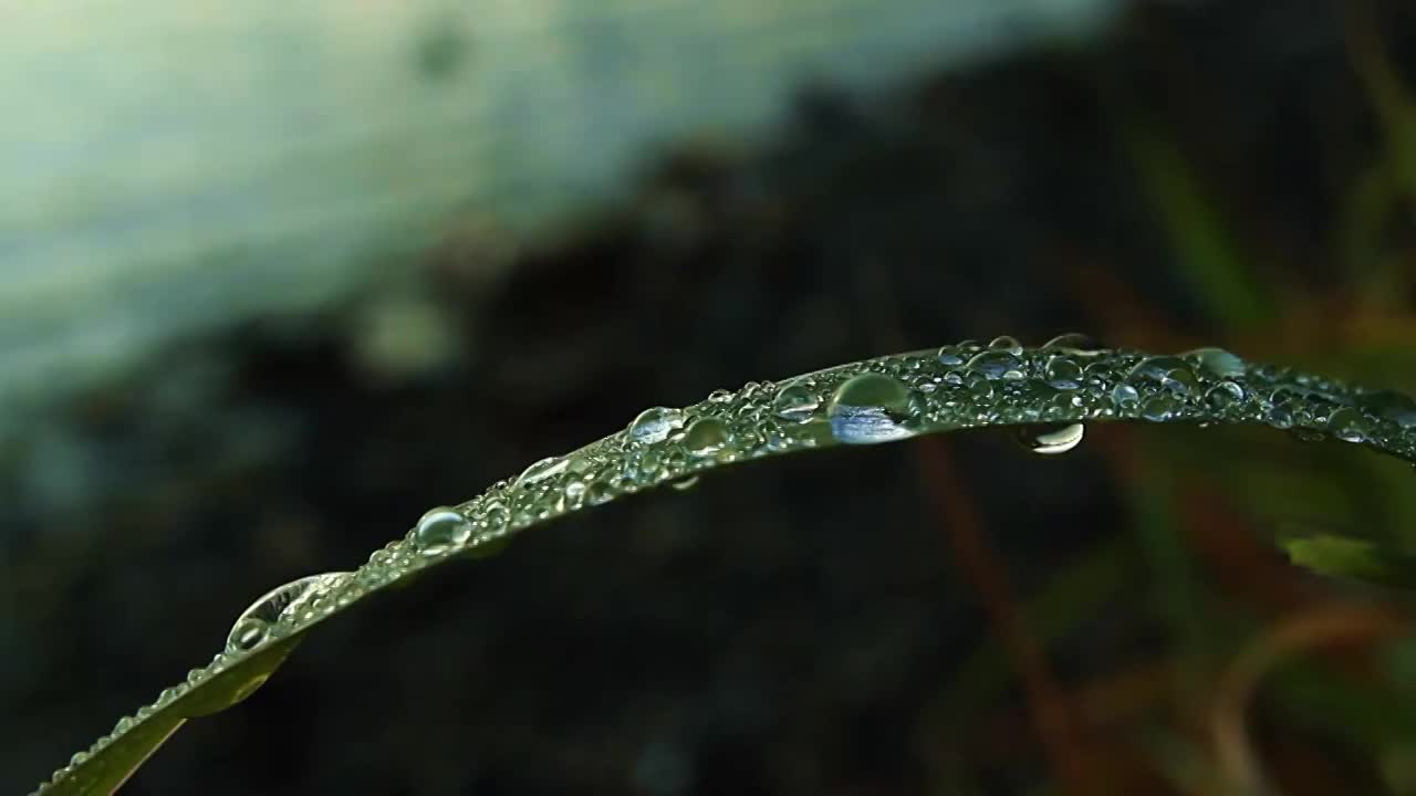 露珠滴在翠绿的叶子上视频素材