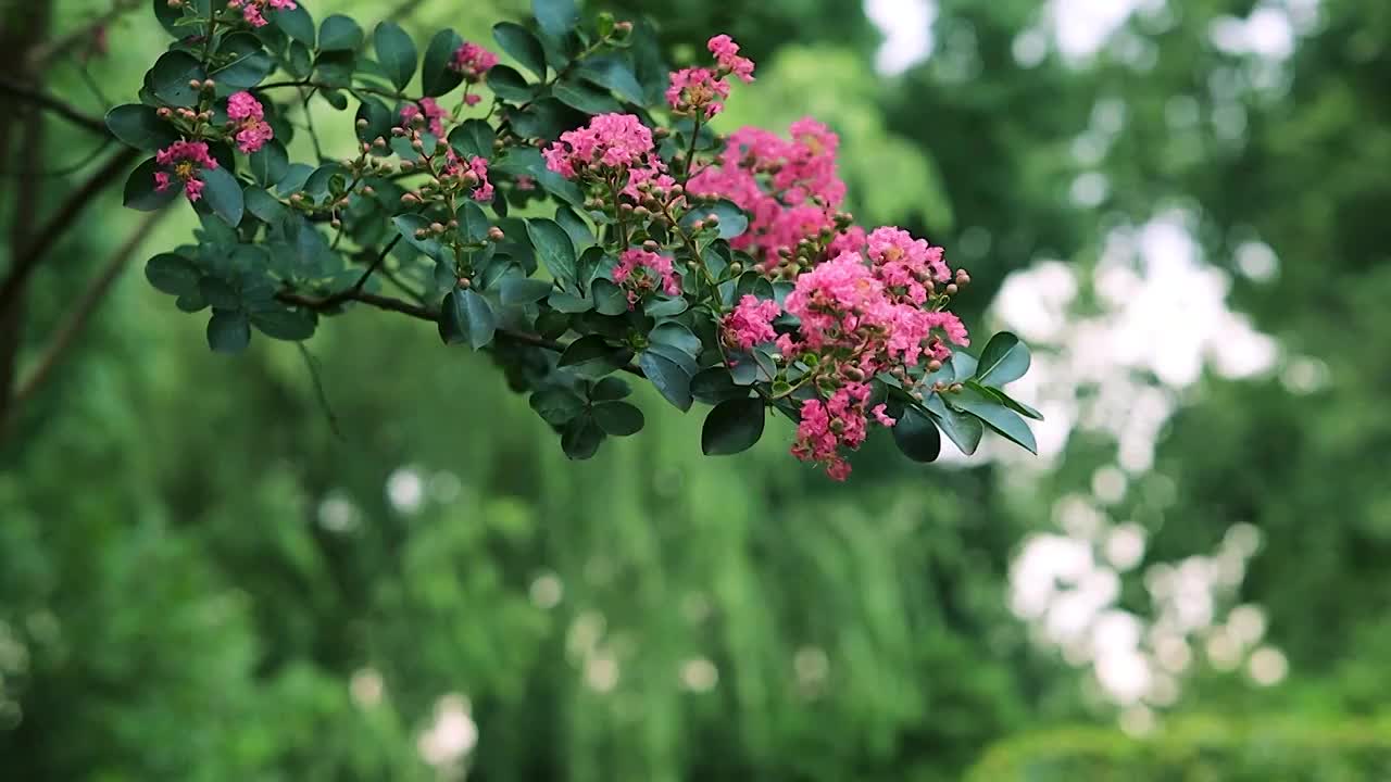 紫薇花枝在微风中的姿态视频素材