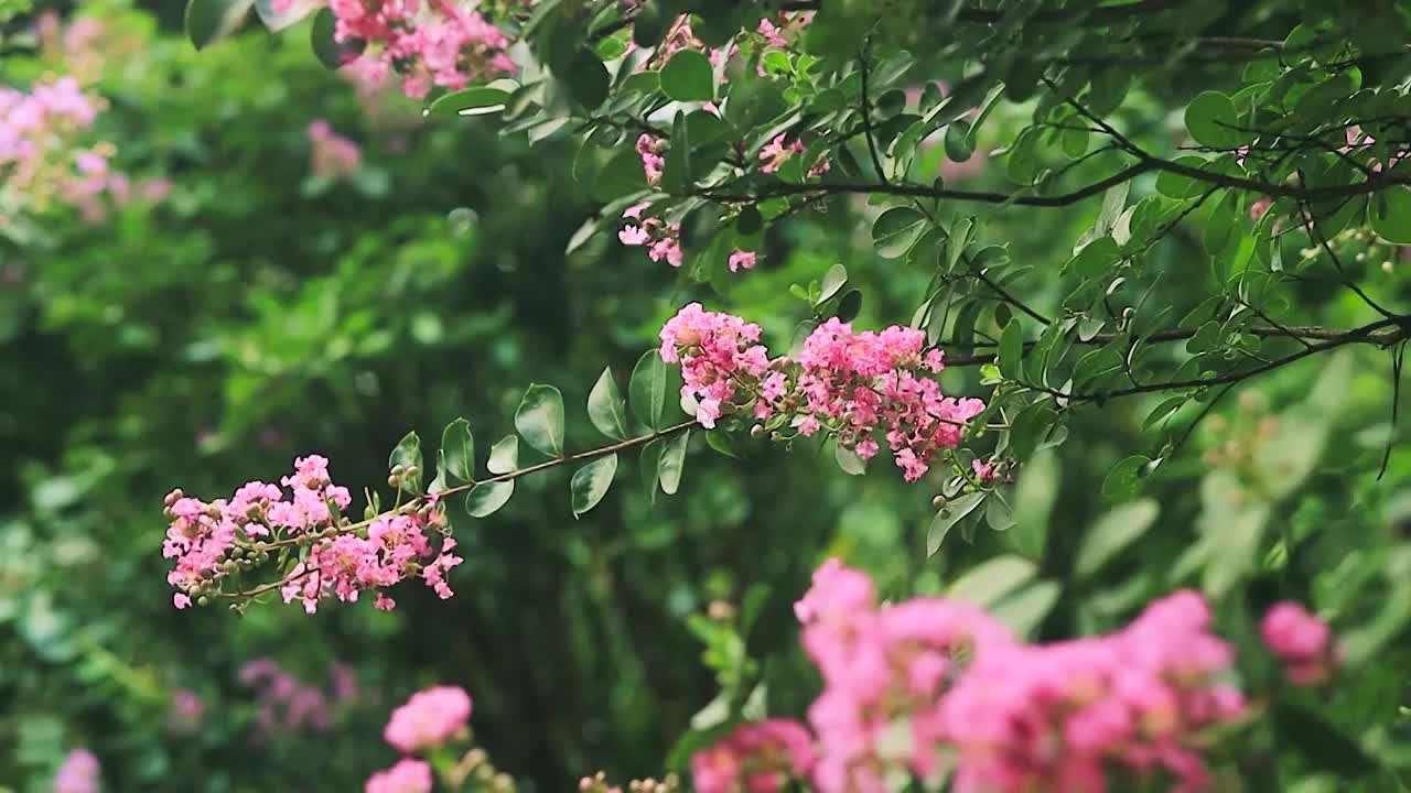 紫薇花枝在风中轻轻舞动视频素材