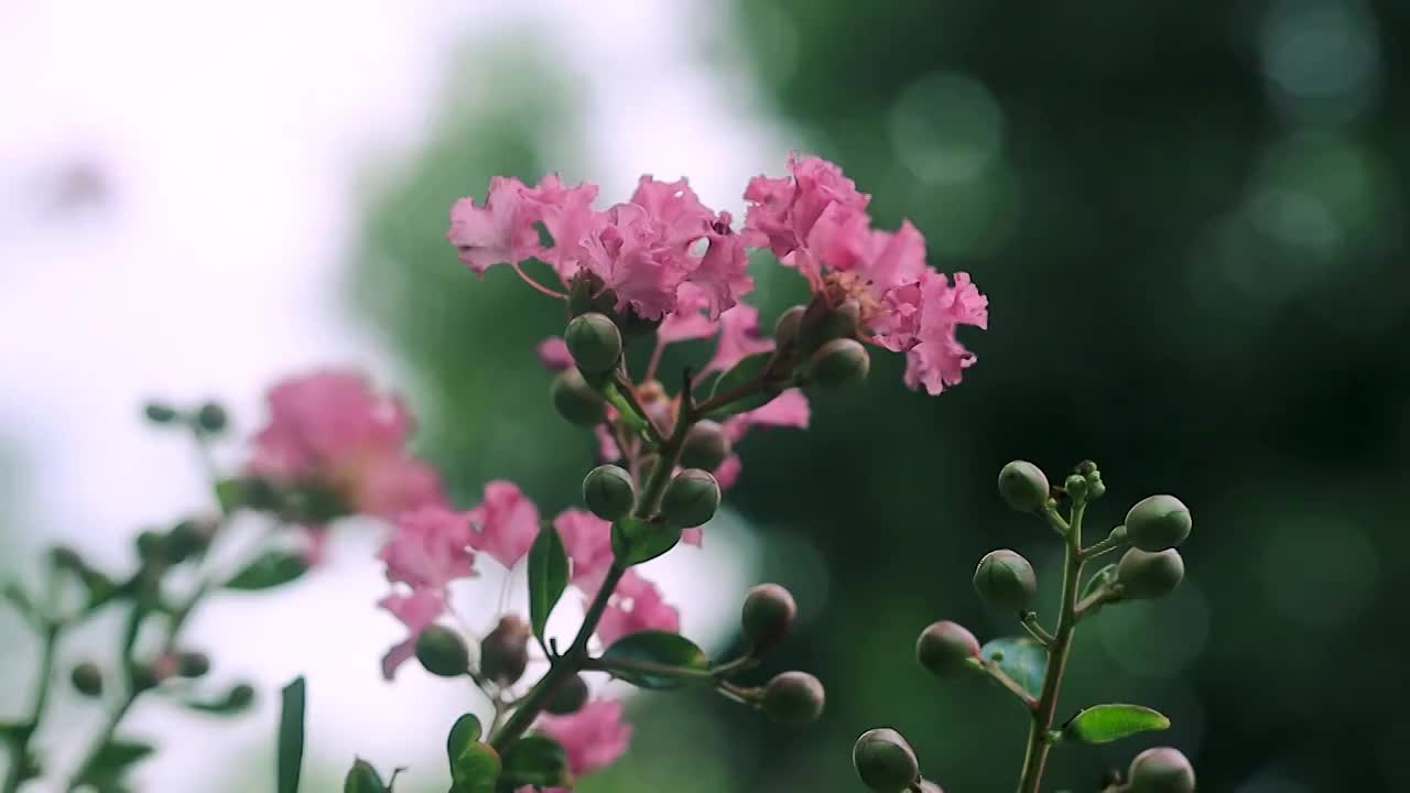 紫薇花朵花苞在风中的美感视频素材