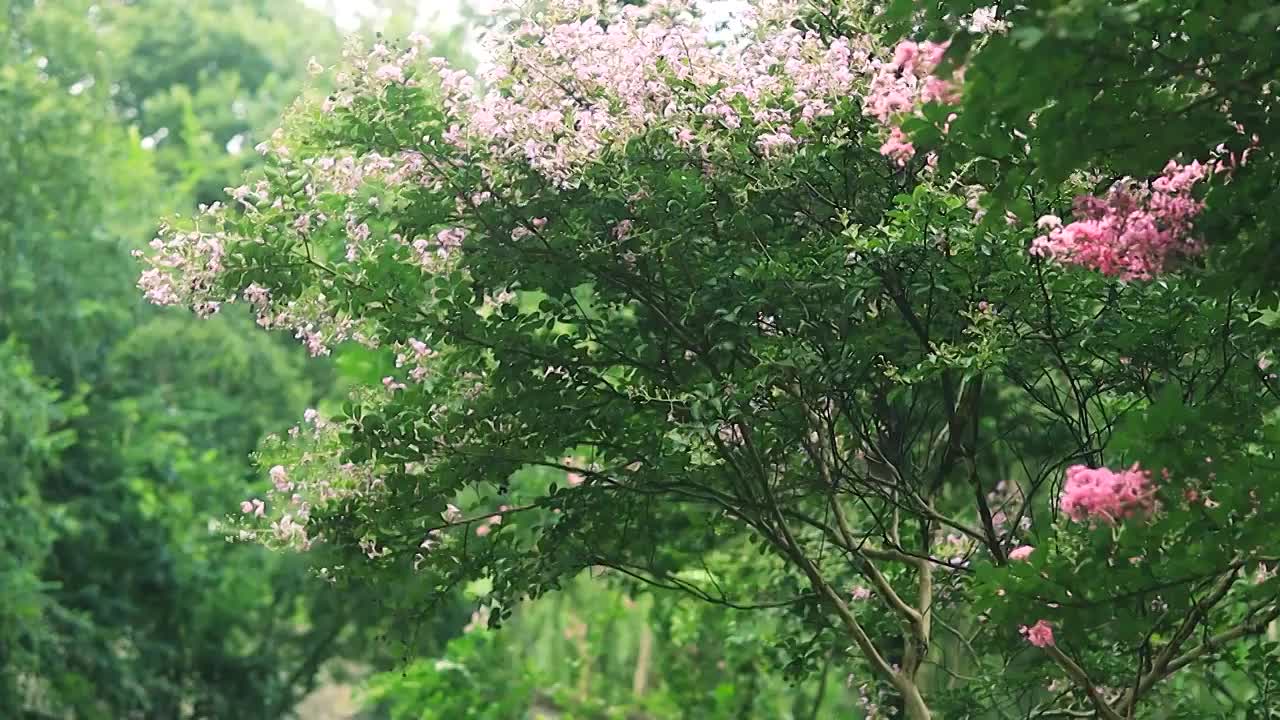 风中轻舞的紫薇花树视频素材