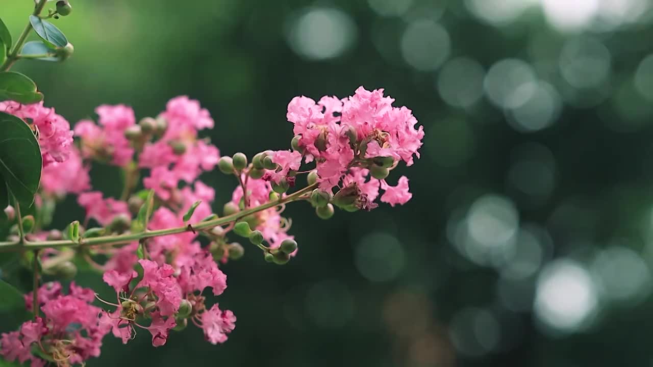 紫薇花枝在风中的姿态视频素材