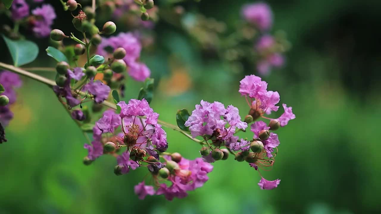 紫薇花枝轻轻摇曳的唯美姿态视频素材