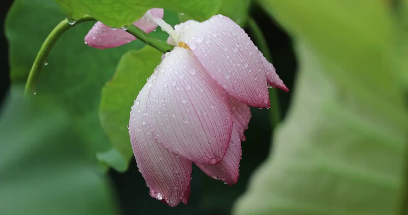 娇艳欲滴的雨中荷花视频素材