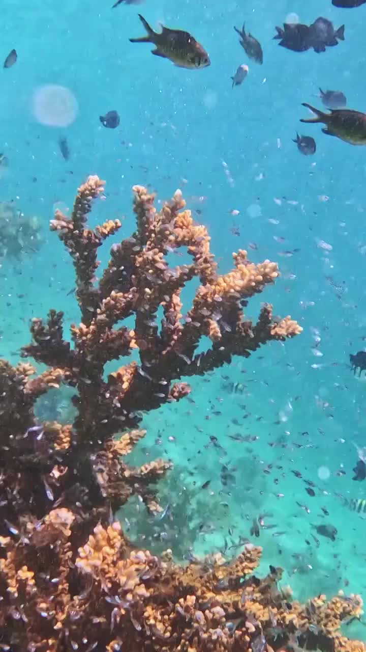 海底的珊瑚与鱼群，仙本那的海底，水下摄影视频素材