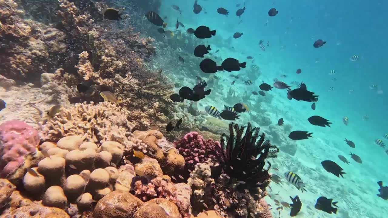 海底的珊瑚与鱼群，仙本那的海底，水下摄影视频素材