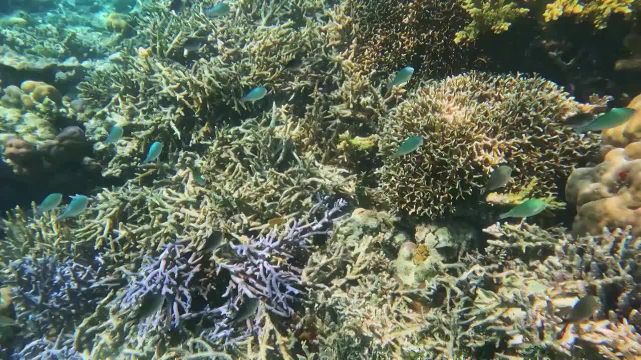 海底的珊瑚与鱼群，仙本那的海底，水下摄影视频素材