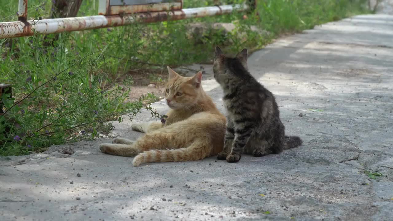 猫咪在路边悠闲地休憩休息视频素材