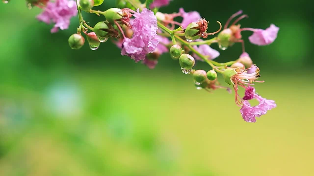 雨后的紫薇花枝视频素材