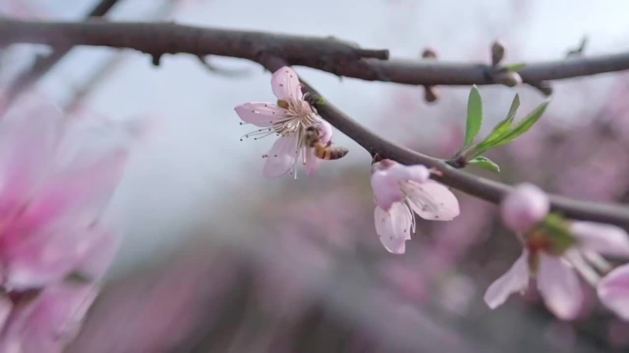 桃花视频素材