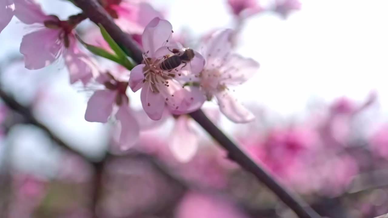 桃花视频素材