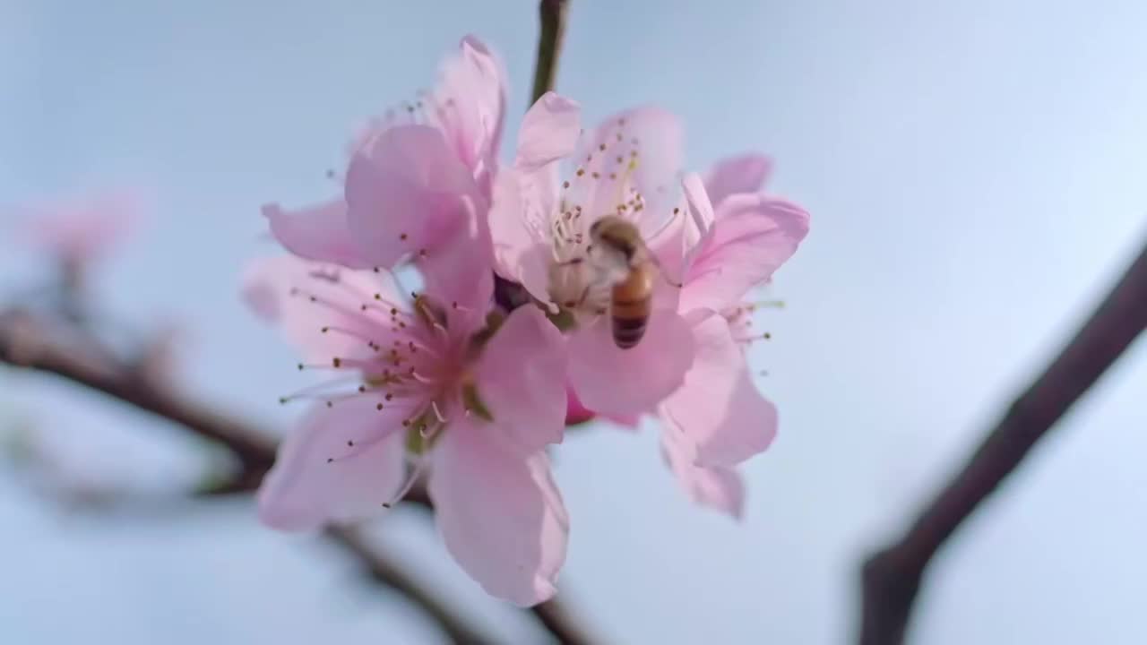 桃花视频素材