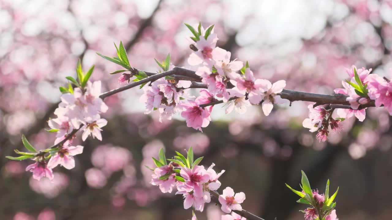 桃花视频素材