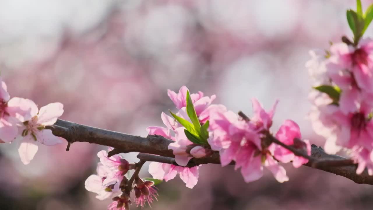 桃花视频素材