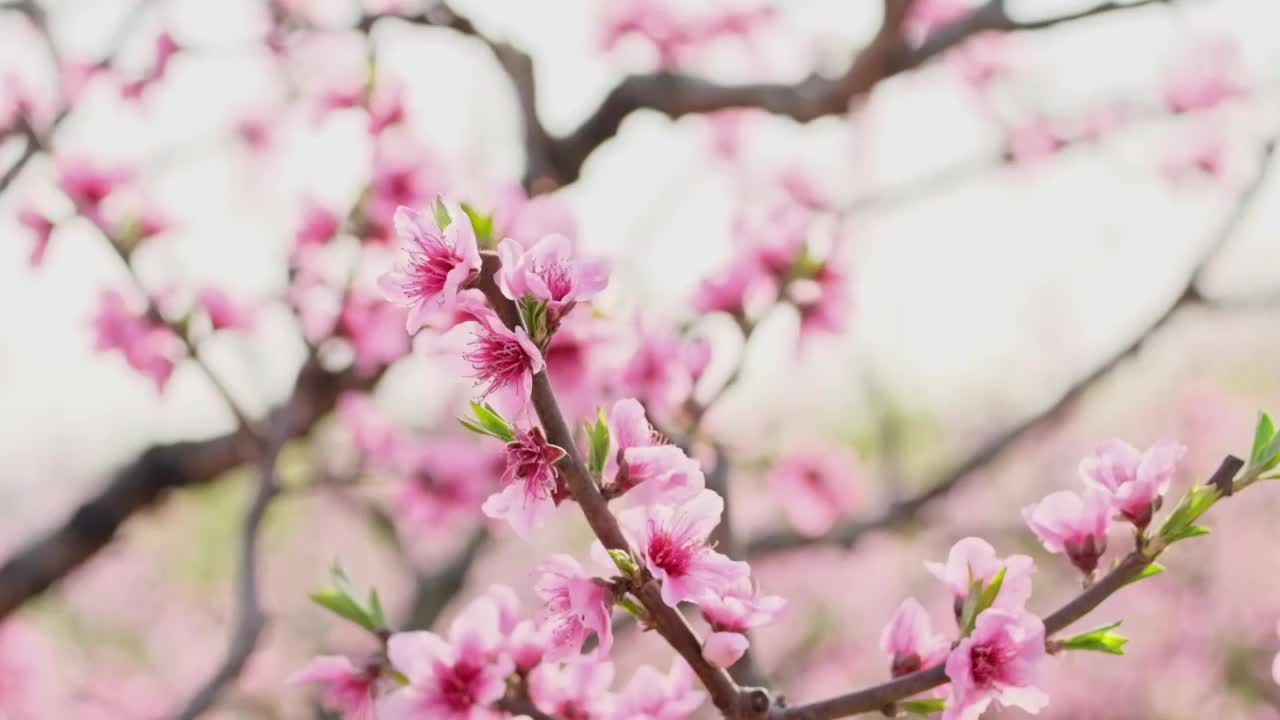 桃花视频素材