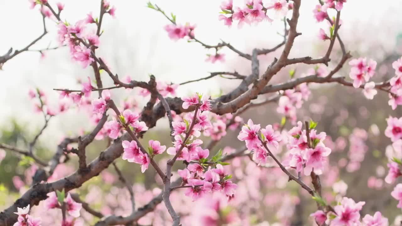 桃花视频素材