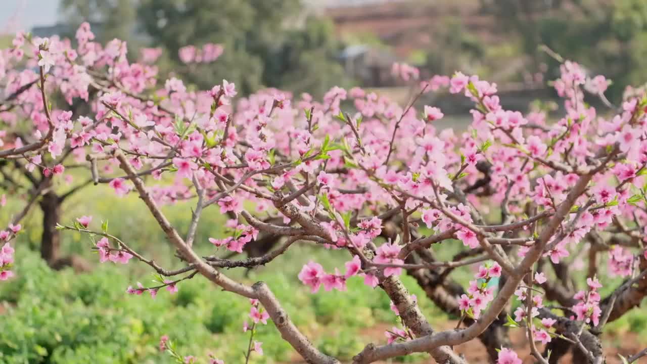 桃花视频素材