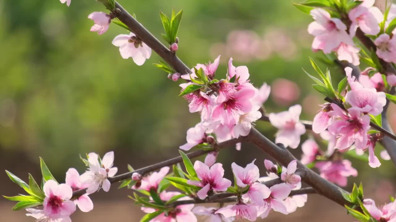 桃花视频素材