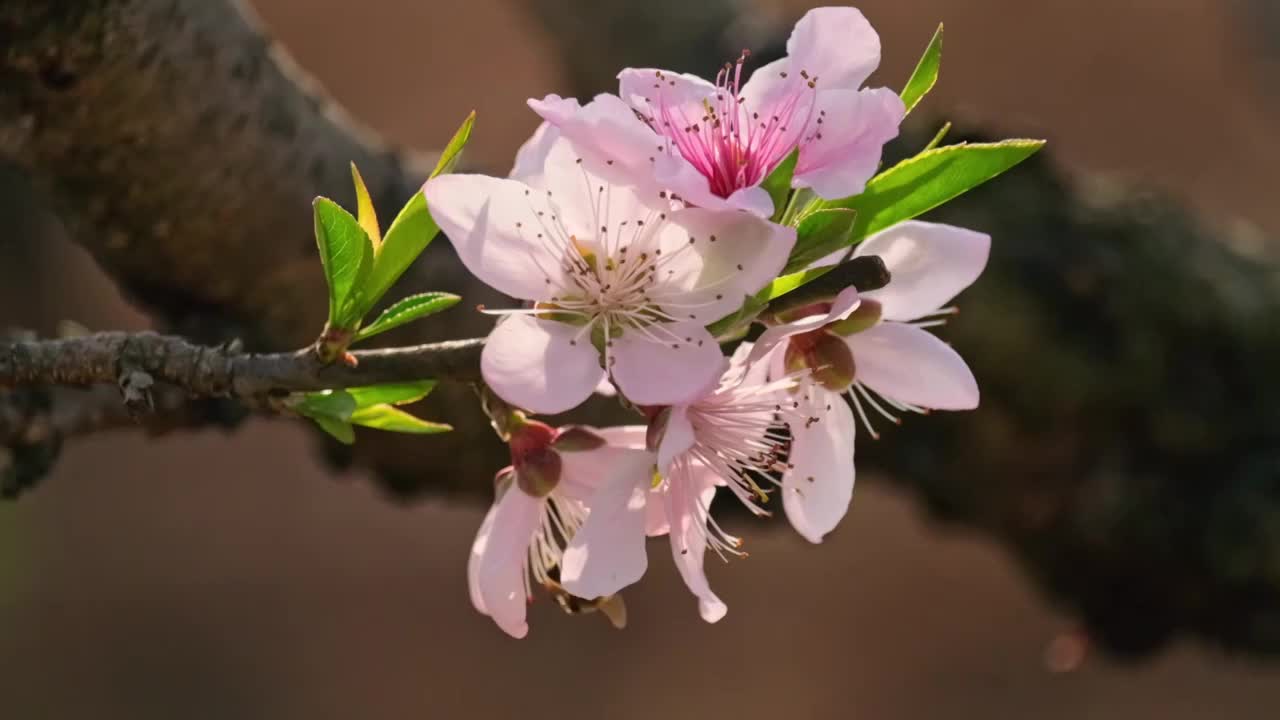 桃花视频下载