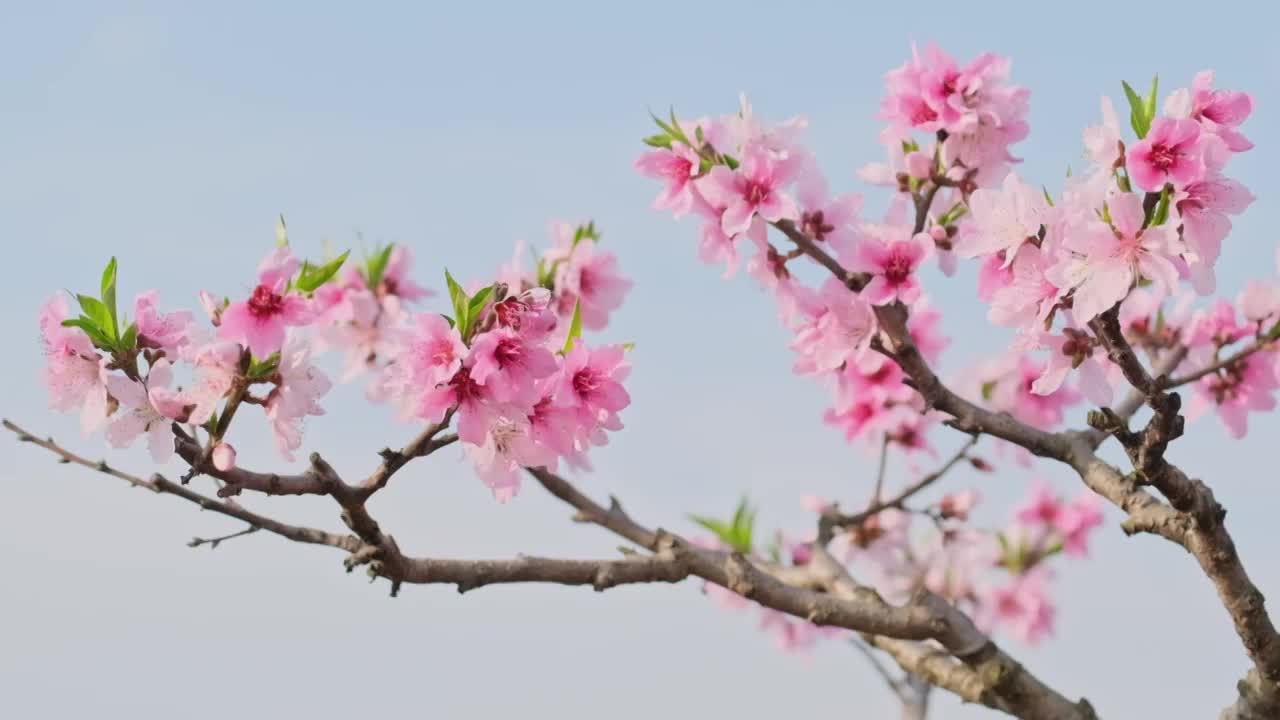 桃花视频素材