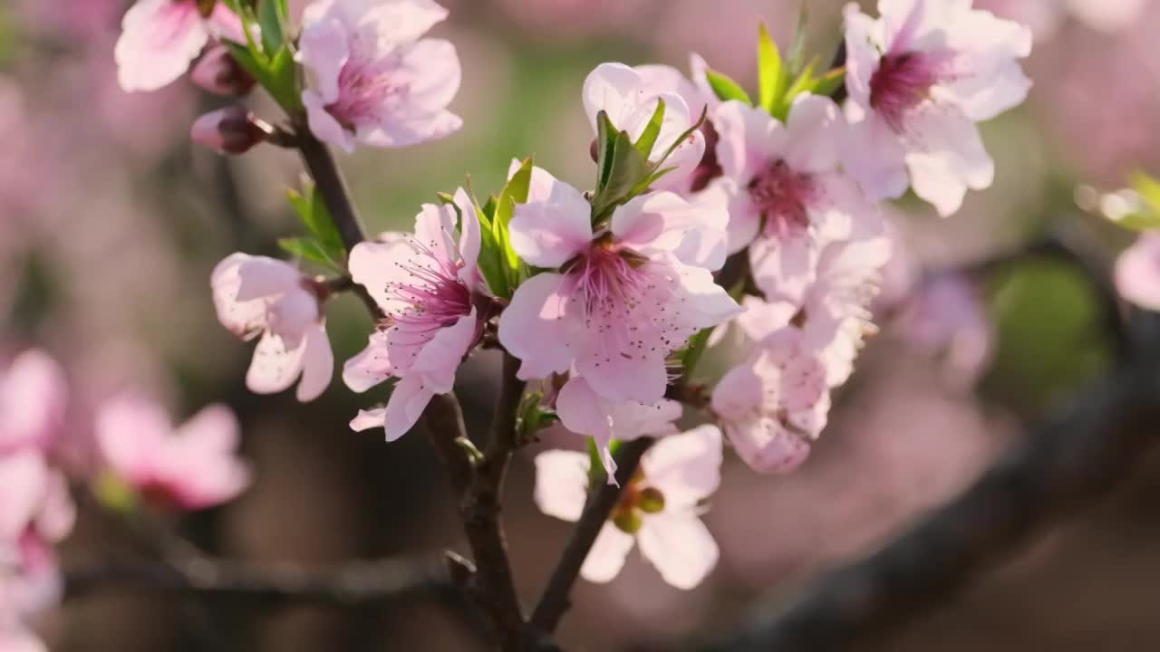 桃花视频素材