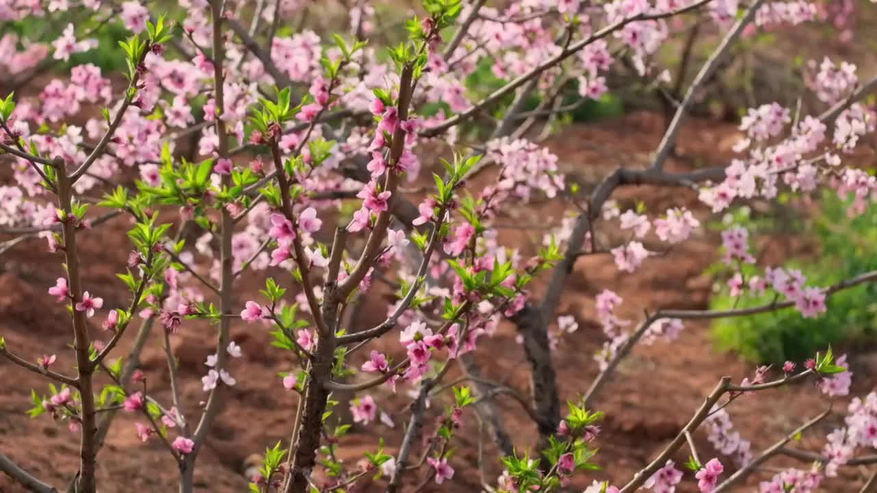 桃花视频素材