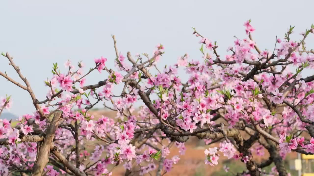 桃花视频素材