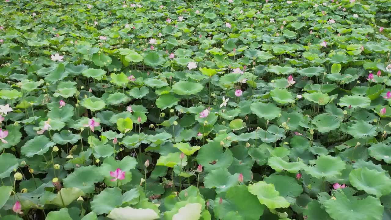 4K夏天荷花莲蓬池塘自然风光航拍视频视频素材