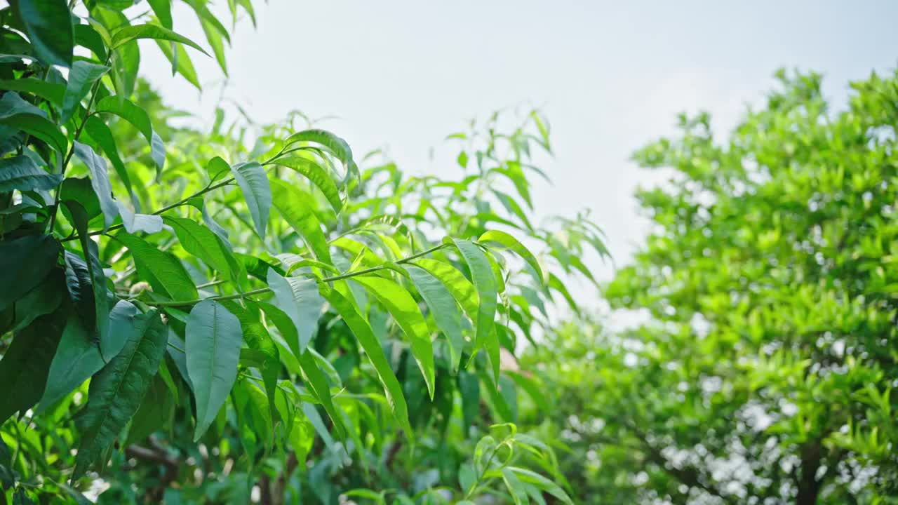 清新的树叶视频素材