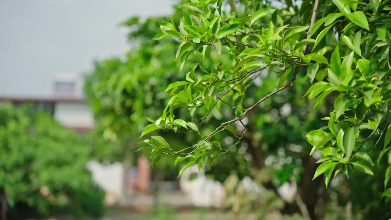 清新的树叶视频素材