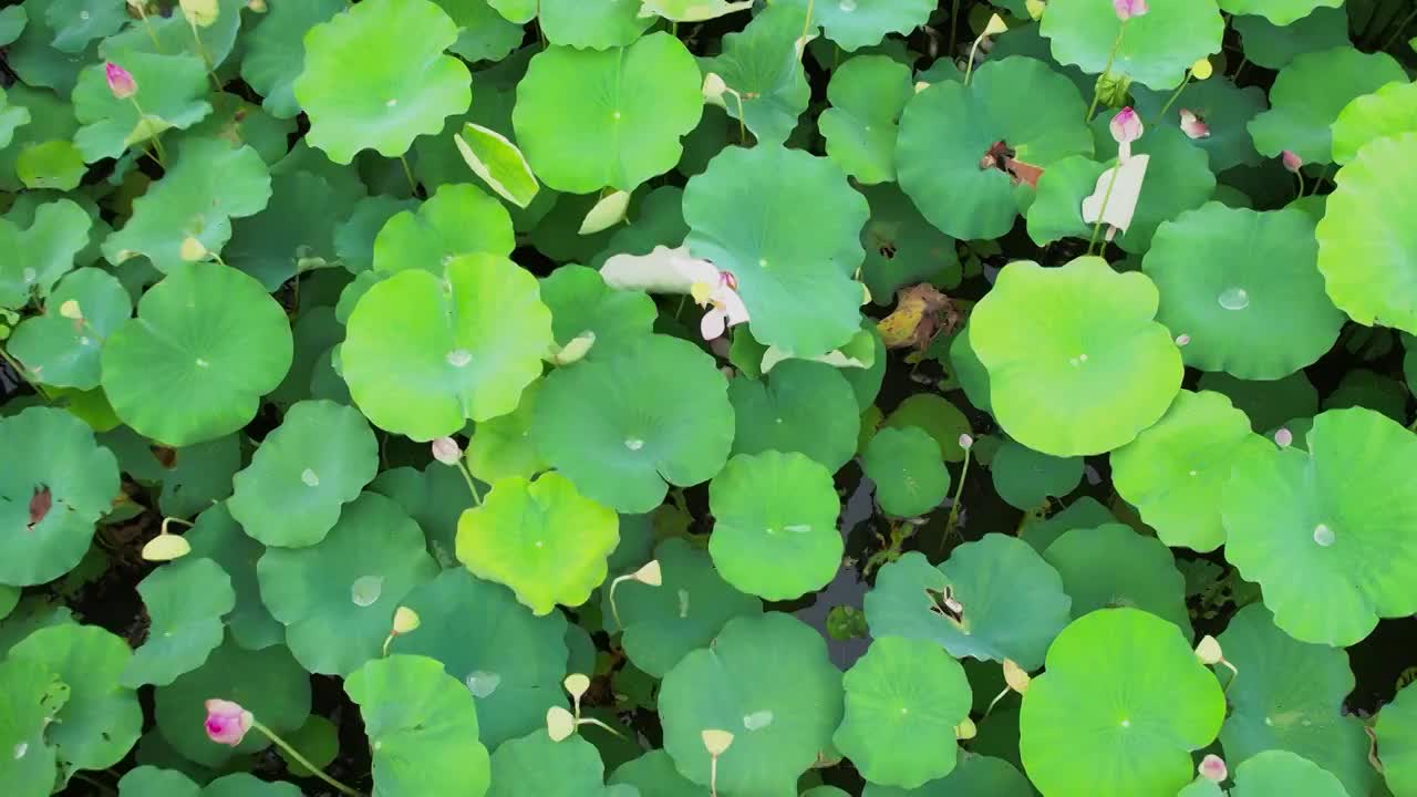 4K随风摇摆的荷叶荷花夏天清凉绿色空镜视频视频素材