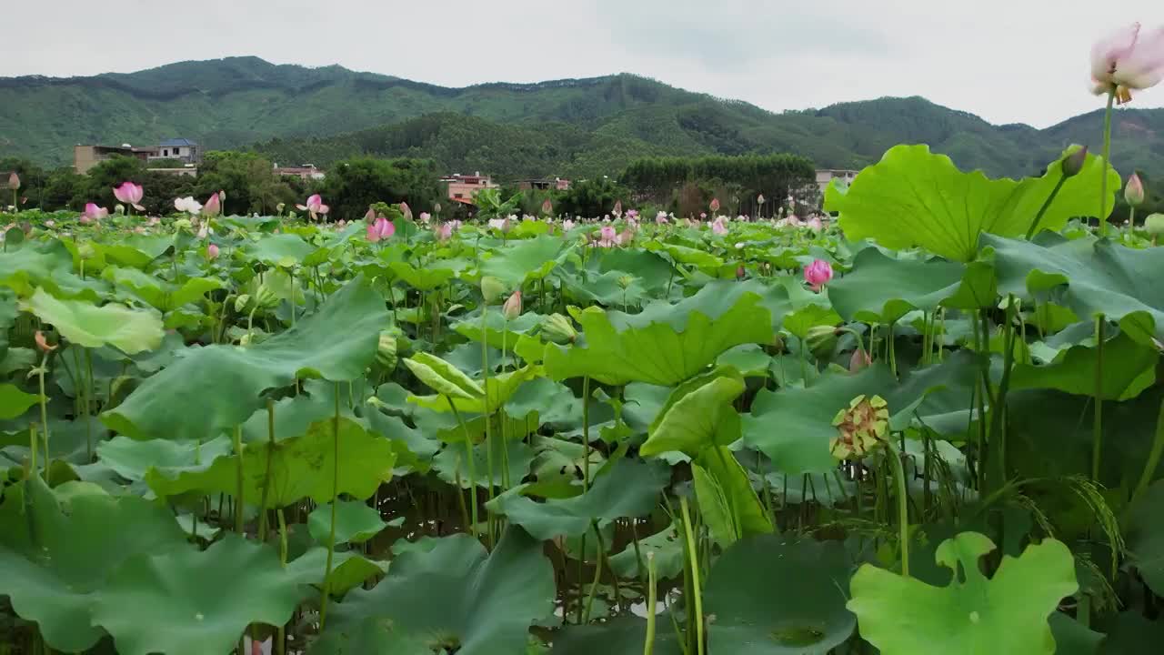 4K荷花荷叶开满园夏天生机勃勃视频视频素材