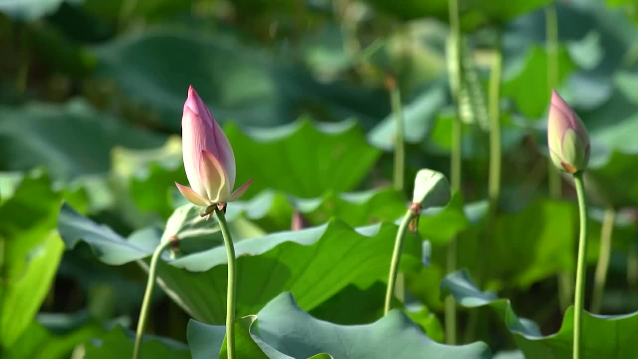 4K夏天含苞待放的荷花花苞唯美逆光实拍视频视频素材