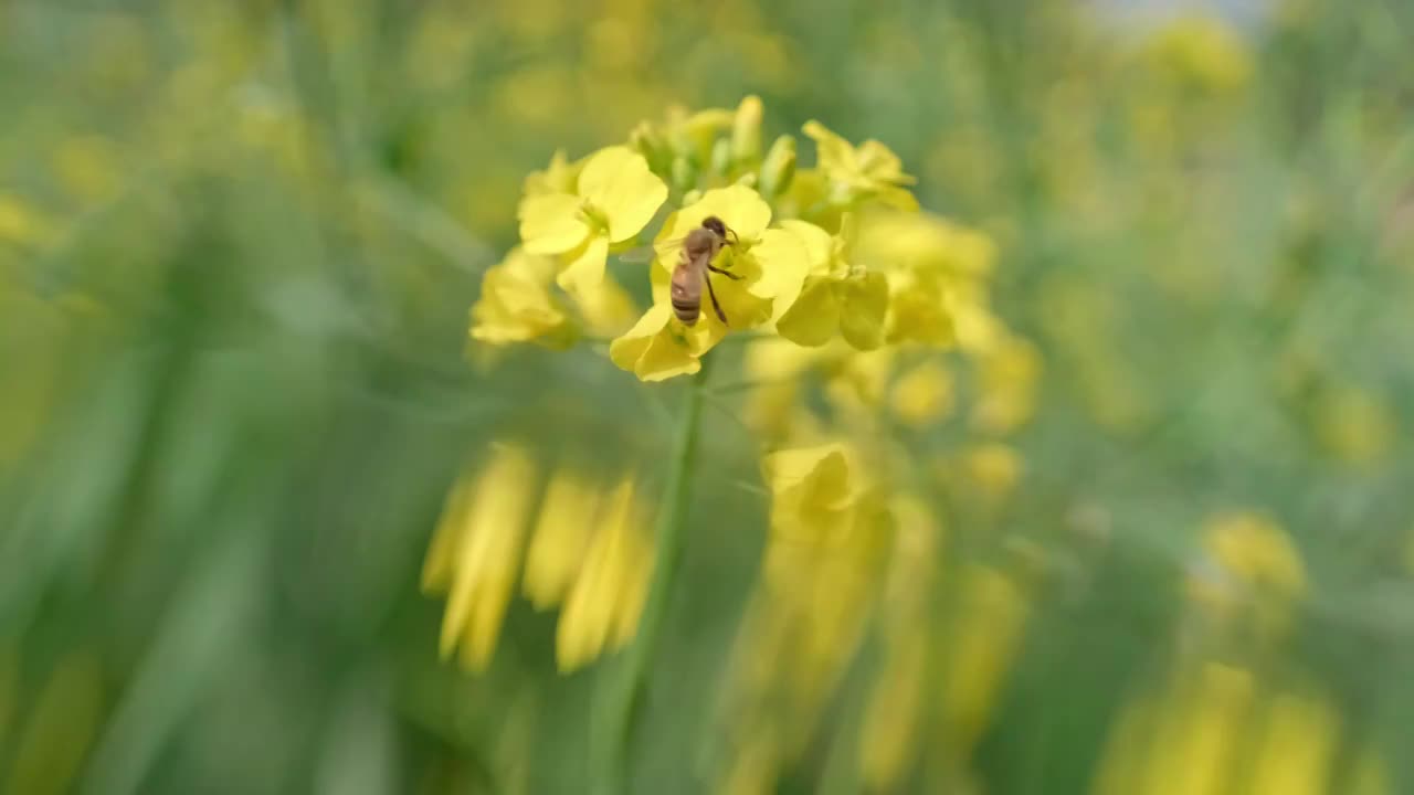 油菜花上的蜜蜂采蜜视频素材