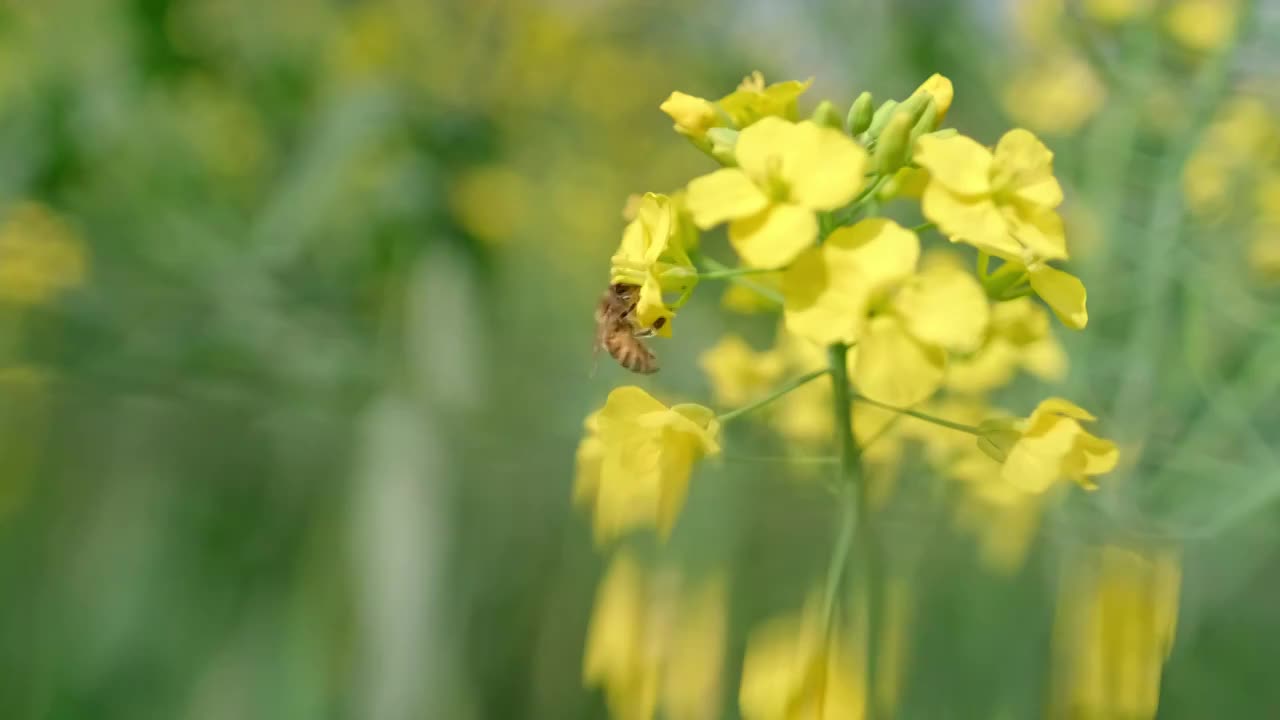 油菜花上的蜜蜂采蜜视频素材