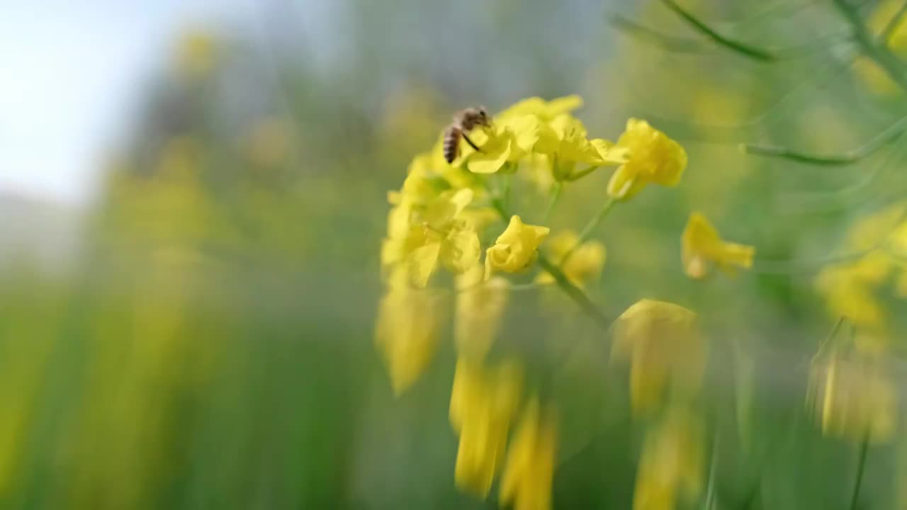 油菜花上的蜜蜂采蜜视频素材