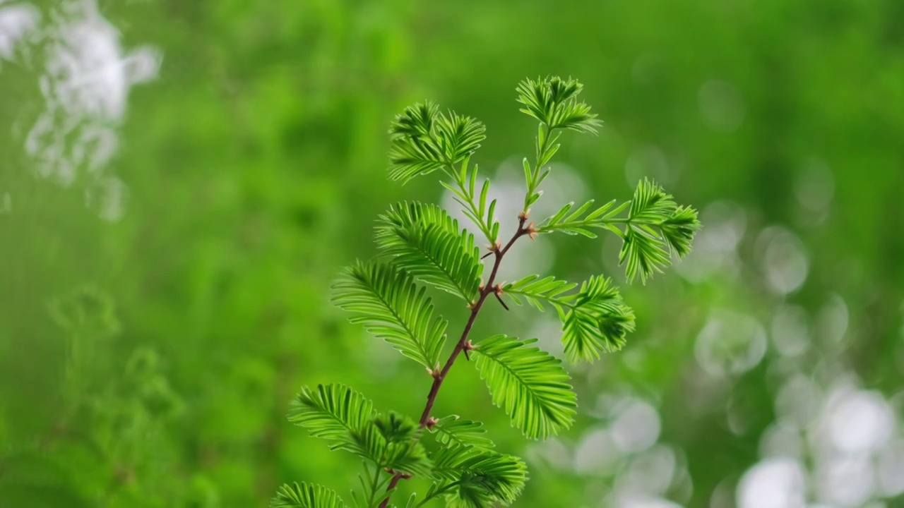 梦境视频素材