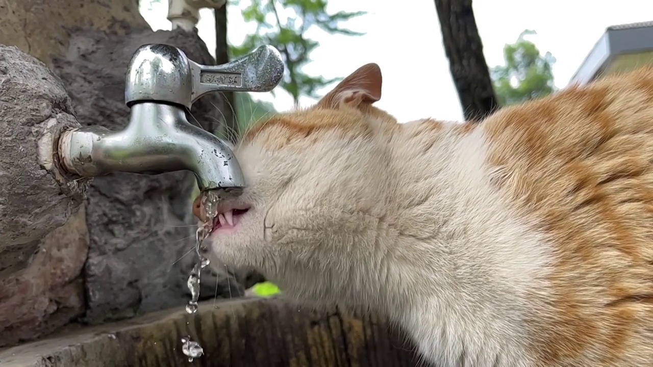 猫在水龙头前喝水慢动作视频视频下载