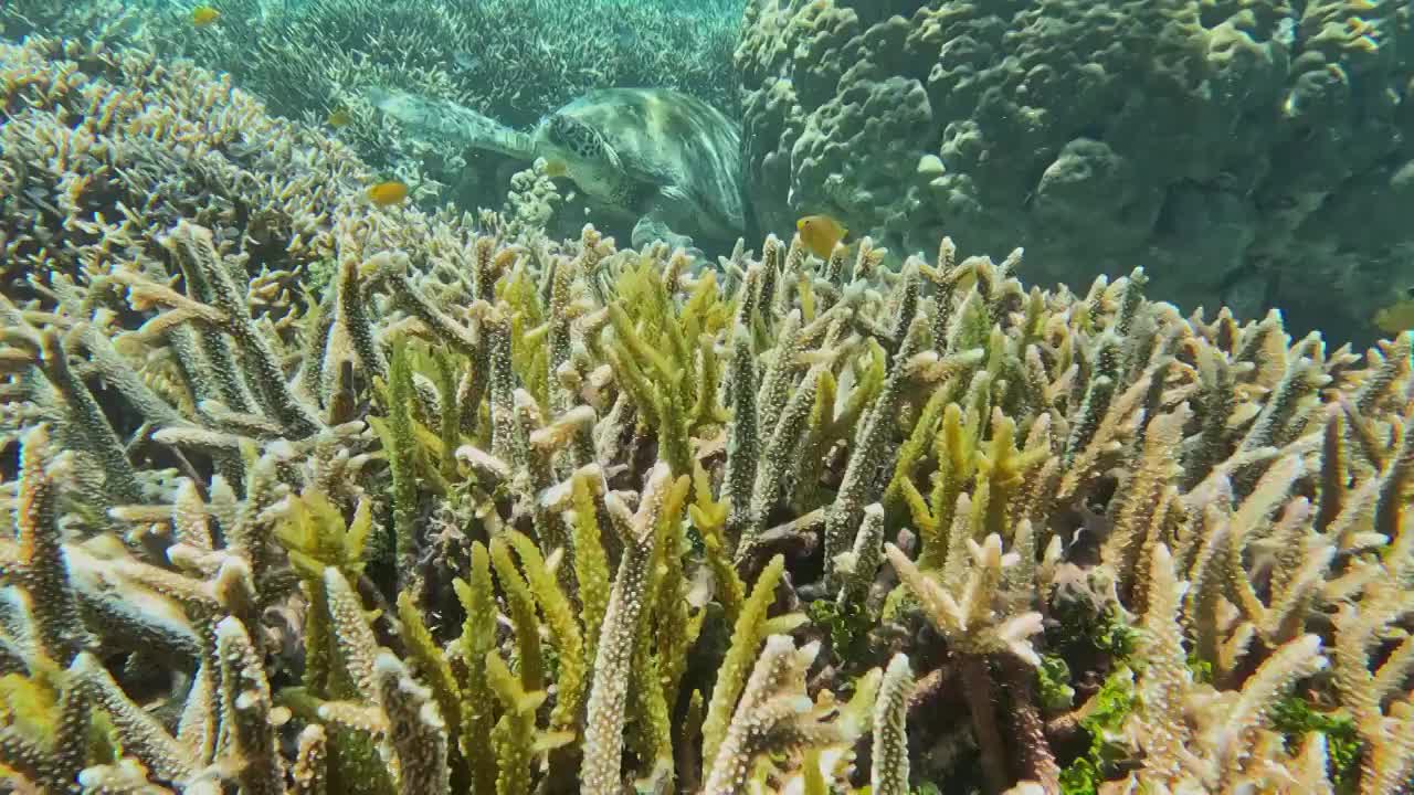 海龟，海底的珊瑚与海洋生命视频素材