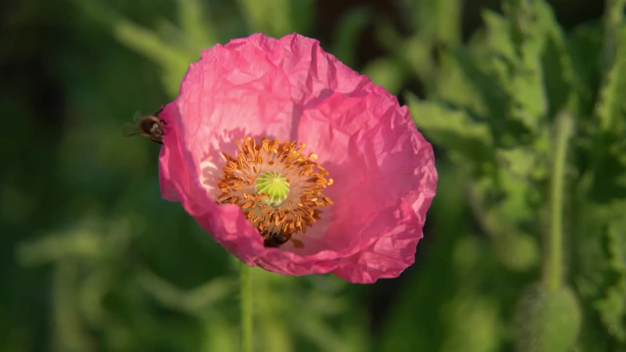 花朵蜜蜂特定视频视频下载