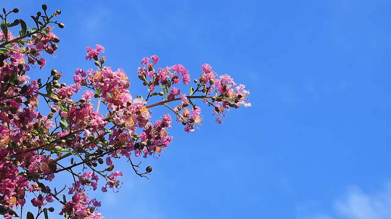 蓝天下盛开的花枝蜜蜂在采蜜视频素材