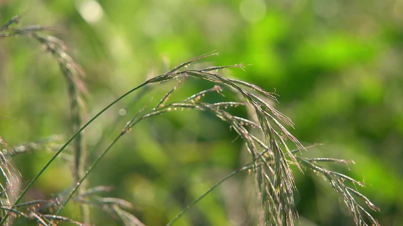 阳光下的稻子特定视频下载