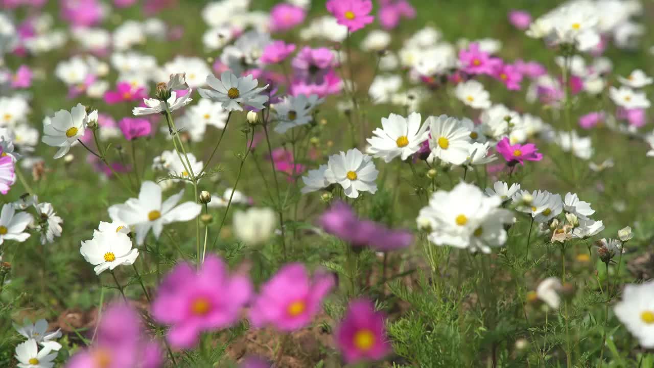 阳光下的格桑花海视频下载