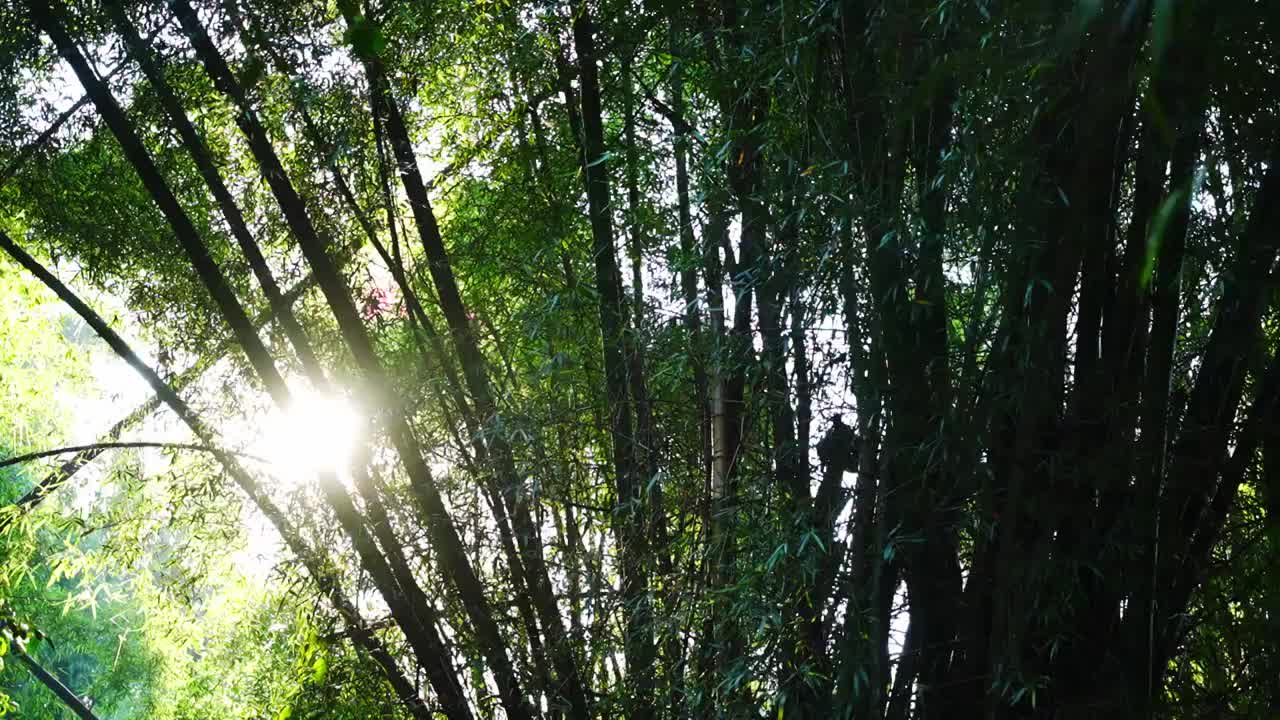 阳光树林阳光树叶森林大自然小清新绿色生态视频素材