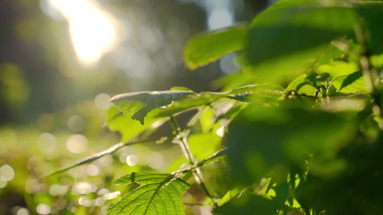 阳光树林阳光树叶森林大自然小清新绿色生态视频素材