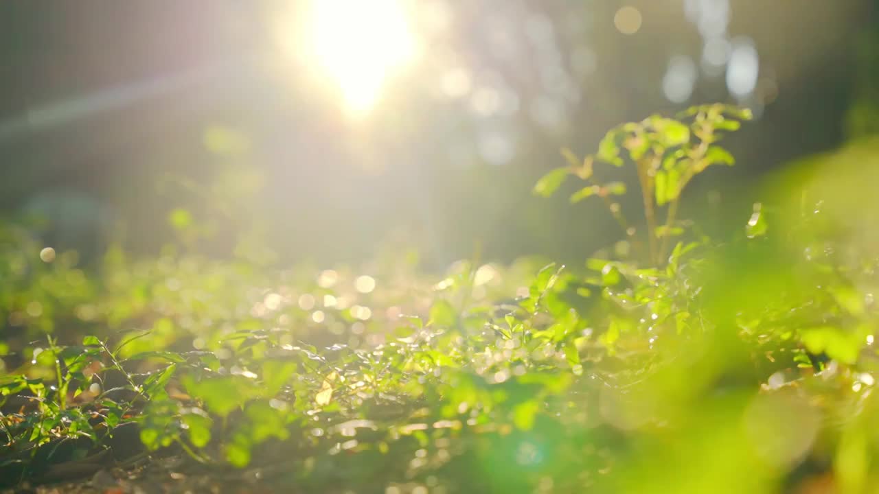 阳光树林阳光树叶森林大自然小清新绿色生态视频素材